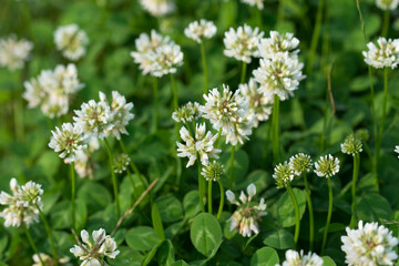 Trifolium repens, white clover flowers closeup selective focus