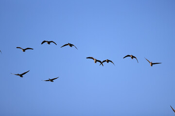 Fototapeta premium migratory geese flock in the spring in the field