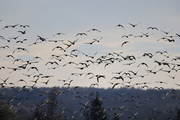 migratory geese flock in the spring in the field