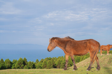 Fototapeta premium 宮崎 都井岬の野生馬