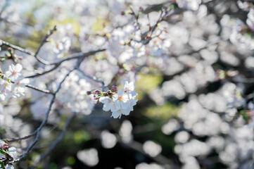 満開の桜