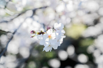 満開の桜