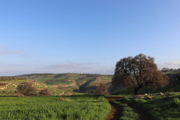 Trees and grass in the nature, Irbid - Jordan