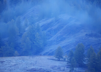 autumn fog landscape forest mountains, trees view mist