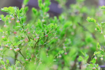 spring flowers background nature wild small abstract