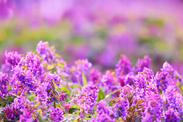 pink purple wild spring flowers bokeh background