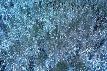 trees forest frost top view background, abstract drone view nature seasonal winter spruce