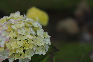 アジサイの花の接写