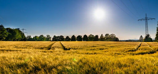 Ein goldenes Weizenfeld in der Sonne. Bäume im Hintergrund. Blauer Himmel. Ein Strommast auf der...