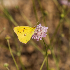 gros plan sur un papillon jaune sur une fleur violette