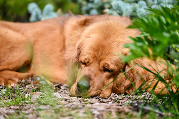 A large dog sleeps in the yard. Mastiff dog. Close-up, selective focus.