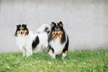 portrait of two happy friends dogs puppy and Shetland Sheepdog sit in the grass on nature background. collie  playing