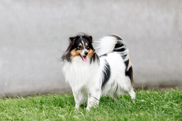 portrait of  dog puppy and Shetland Sheepdog sit in the grass on nature background. collie  playing