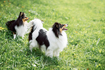 portrait of two happy friends dogs puppy and Shetland Sheepdog sit in the grass on nature background. collie  playing