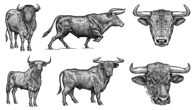 black and white engrave isolated bull set illustration