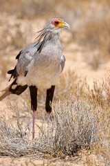 Secretary Bird in the Kgalagadi