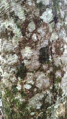 background of texture of the bark of an old and weathered rubber tree.