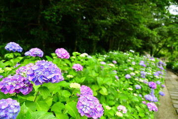 Fototapeta premium 紫陽花