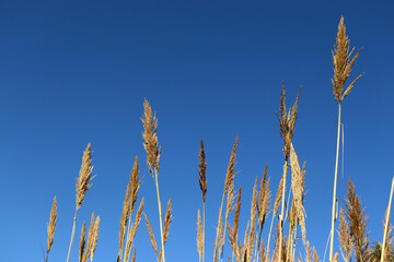 Obraz premium A group of plants rise to the sky