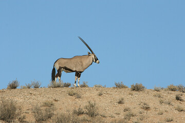 Gemsbok or South African oryx in the Kgalagadi