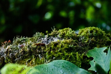 Moss on stone against dark grove, close-up