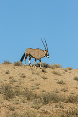 Gemsbok or South African oryx in the Kgalagadi