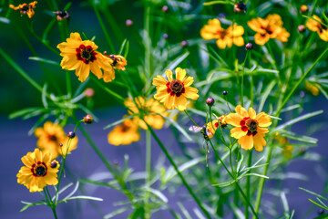 A yellow coreopsis flower with a red center on a blurred green-purple background