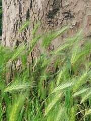 green moss on the ground