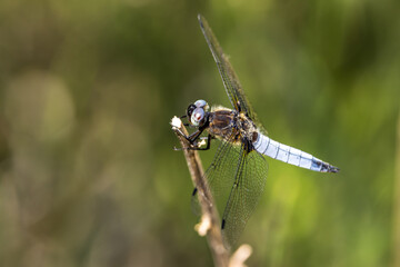 depressed dragonfly on a wild cereal
