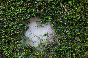 壁と蔦とスペース