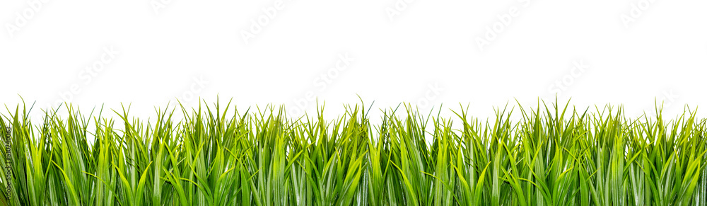 Wall mural green grass border isolated on white background