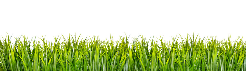 Groen gras grens geïsoleerd op een witte achtergrond
