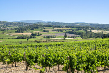 Fototapeta na wymiar vue d'un champs de vigne en France