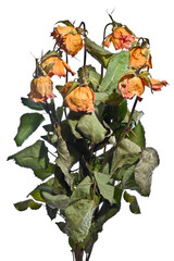 Bouquet of seven dried roses
