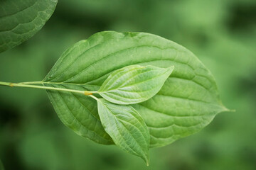 Close up of a green leaf.