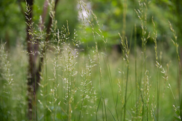 Green grass background. Grass bokeh background.