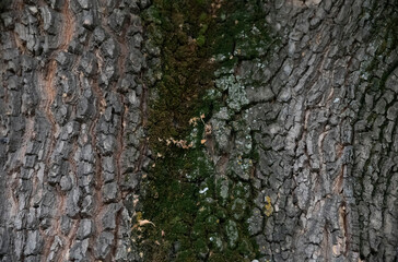 Old wood background. Bark texture.