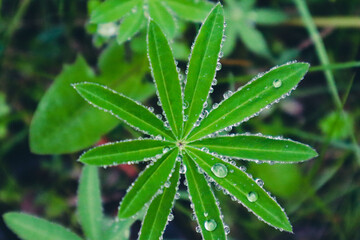 close up of marijuana leaf
