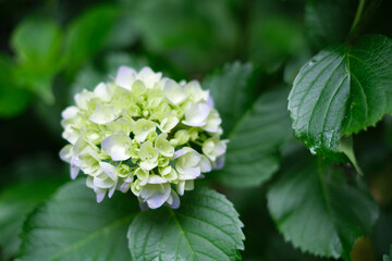 瑞々しいアジサイ