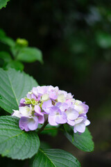 瑞々しいアジサイ