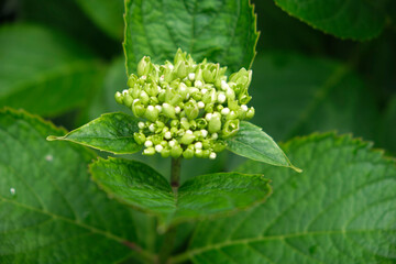 瑞々しいアジサイ