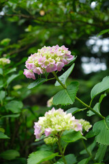 瑞々しいアジサイ