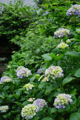 瑞々しいアジサイ