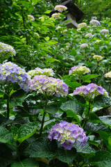 瑞々しいアジサイ