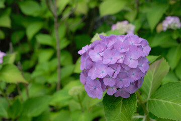 瑞々しいアジサイ