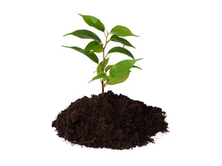 Young plant and pile of fertile soil. Isolated on white background. Gardening time