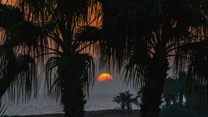Early morning, sunrise among the palm trees of a tropical island
