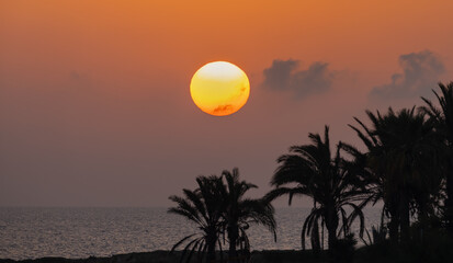 Early morning, sunrise among the palm trees of a tropical island