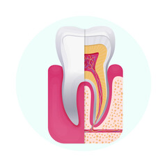Tooth anatomy. Vector human anatomy