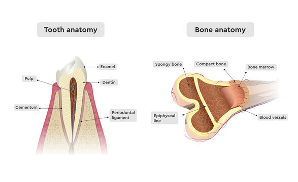Tooth anatomy and bone anatomy. Vector human anatomy